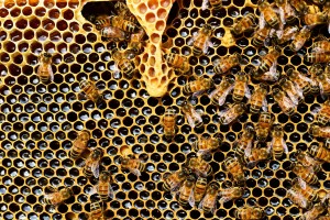 beehive-337695_1920